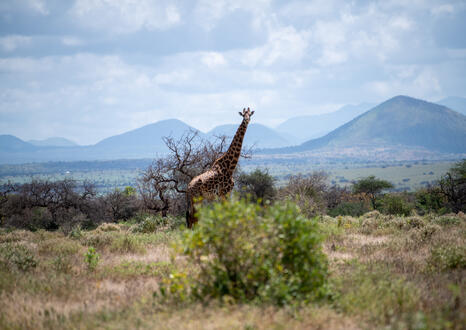 Unganisha: Schutz der Amboseli-Landschaft 
