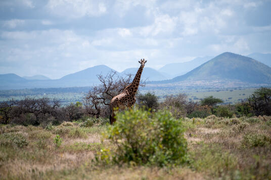 Unganisha: Preserving the Amboseli landscape 